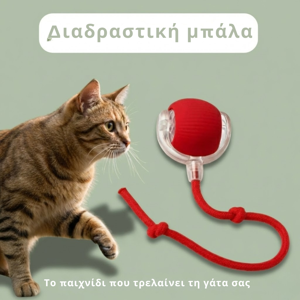 Ο Χώρος των Γατών